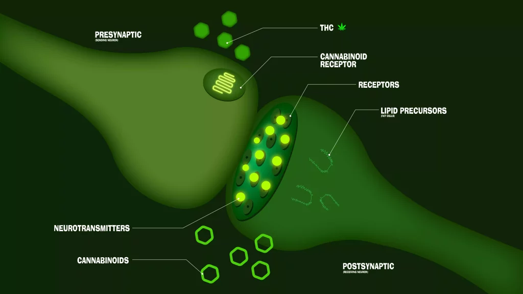 Comprendre le système endocannabinoïde